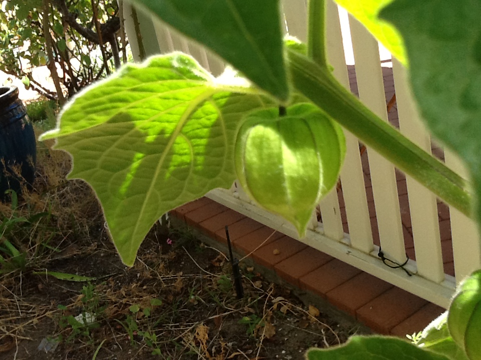 Chinese Gooseberry