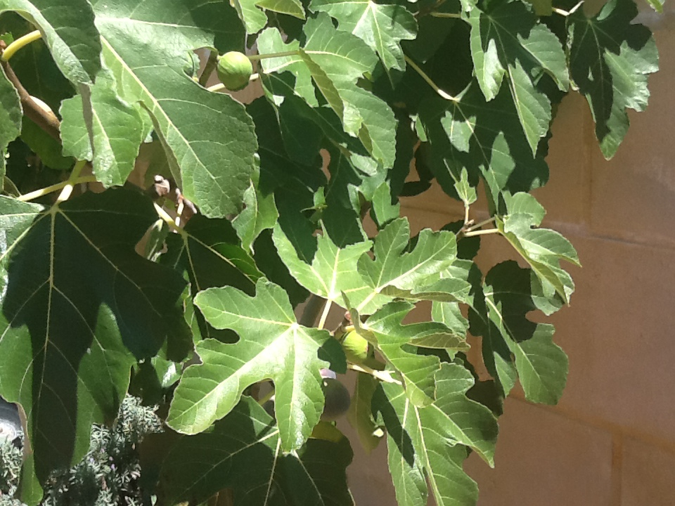 Espaliered Fruit Trees